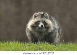 Attēlu rezultāti vaicājumam “Nyctereutes procyonoides”