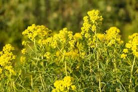 Attēlu rezultāti vaicājumam “Euphorbia virgata flower”
