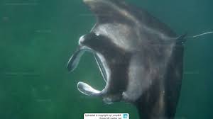 Image result for Mobula alfredi