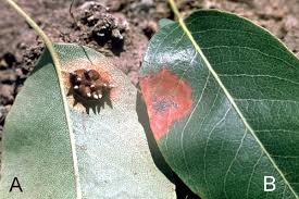Attēlu rezultāti vaicājumam “Gymnosporangium sabinae”