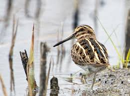 Image result for Lymnocryptes minimus