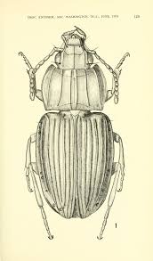 Attēlu rezultāti vaicājumam “Tachyta nana”