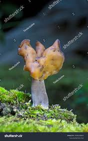 Attēlu rezultāti vaicājumam “Gyromitra infula”