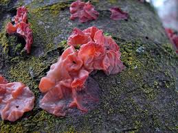 Attēlu rezultāti vaicājumam “Craterocolla cerasi”