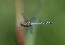 Attēlu rezultāti vaicājumam “Aeshna mixta male”