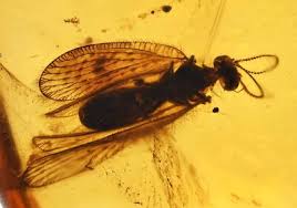 Attēlu rezultāti vaicājumam “Coniopterygidae”