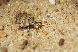 Attēlu rezultāti vaicājumam “Myrmeleontidae”