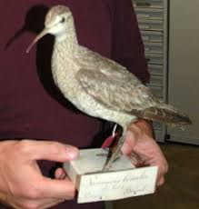 Image result for Numenius borealis