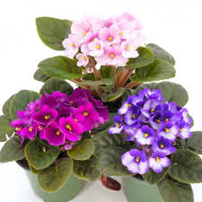 Image result for Saintpaulia ionantha Culitvar