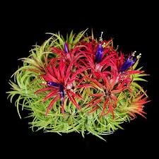 Image result for tillandsia umbellata