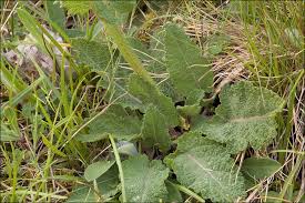 Image result for Salvia pratensis