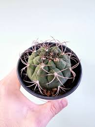 Image result for Gymnocalycium