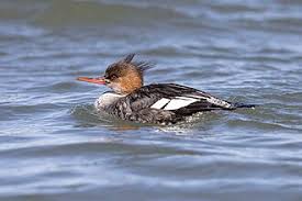 Attēlu rezultāti vaicājumam “Mergus merganser female”
