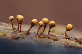 Attēlu rezultāti vaicājumam “Hemitrichia clavata macro”