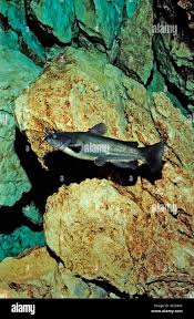 Image result for Ameiurus catus