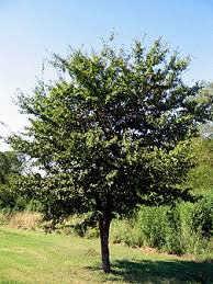 Attēlu rezultāti vaicājumam “Lycogala botrydium sessile”