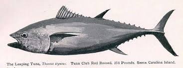Image result for Thunnus maccoyii