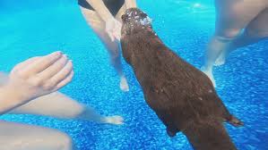 Image result for Cults Otters Amateur Swimming Club