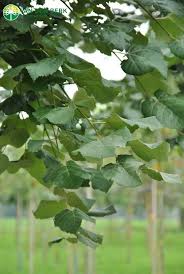 Attēlu rezultāti vaicājumam “Tilia platyphyllos Laciniata”