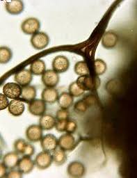 Attēlu rezultāti vaicājumam “Reticularia jurana”