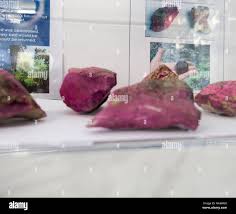 Attēlu rezultāti vaicājumam “Hildenbrandia rivularis”