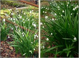 Attēlu rezultāti vaicājumam “Leucojum vernum var. vernum”