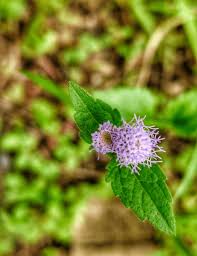 Image result for Ageratum conyzoides