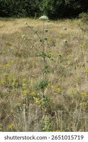Attēlu rezultāti vaicājumam “Libanotis montana leaf”