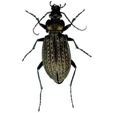 Attēlu rezultāti vaicājumam “Carabus granulatus”