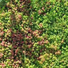 Attēlu rezultāti vaicājumam “Sedum hispanicum fruit”