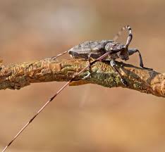 Attēlu rezultāti vaicājumam “Acanthocinus aedilis”