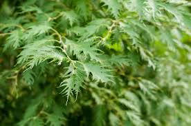 Attēlu rezultāti vaicājumam “Betula pendula var. carelica”