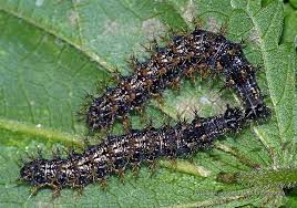 Attēlu rezultāti vaicājumam “Araschnia levana upperside”