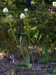 Attēlu rezultāti vaicājumam “Trifolium montanum”