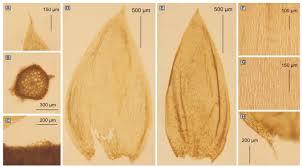 Attēlu rezultāti vaicājumam “Plagiothecium sp.”