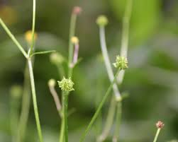 Attēlu rezultāti vaicājumam “Ranunculus repens flower”