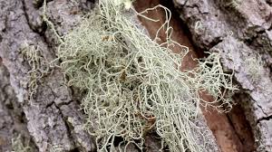 Attēlu rezultāti vaicājumam “Usnea filipendula”