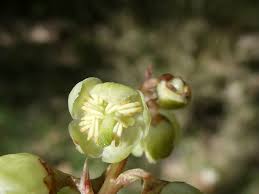Attēlu rezultāti vaicājumam “Pyrola chlorantha”