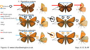 Attēlu rezultāti vaicājumam “Thymelicus lineola underside”
