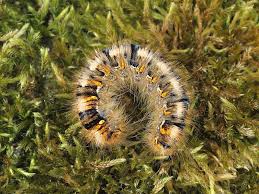 Attēlu rezultāti vaicājumam “Lasiocampa quercus larva”