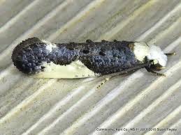 Attēlu rezultāti vaicājumam “Monopis monachella”