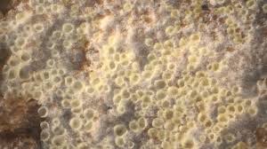 Attēlu rezultāti vaicājumam “Porotheleum fimbriatum”