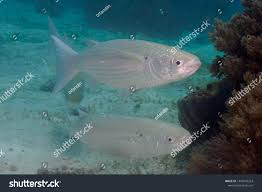 Image result for Crenimugil seheli