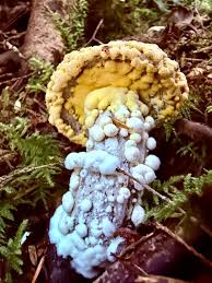 Attēlu rezultāti vaicājumam “Enerthenema papillatum stalked”