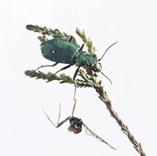 Attēlu rezultāti vaicājumam “Cicindela campestris”