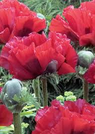 Image result for Papaver orientale