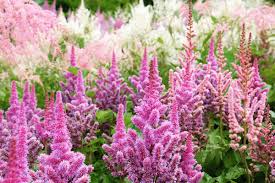 Image result for Astilbe