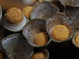 Attēlu rezultāti vaicājumam “Crucibulum laeve”