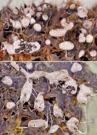 Attēlu rezultāti vaicājumam “Badhamiopsis ainoae macro”