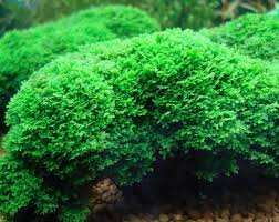 Attēlu rezultāti vaicājumam “Riccardia chamaedryfolia”